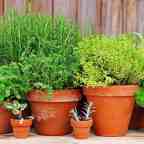 5 Easy Herbs for the Balcony