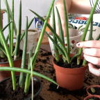 5 houseplants you can propagate