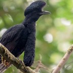 The Long-Wattled Umbrellabird!