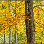 Lens-Artists Challenge #106 – AUTUMN