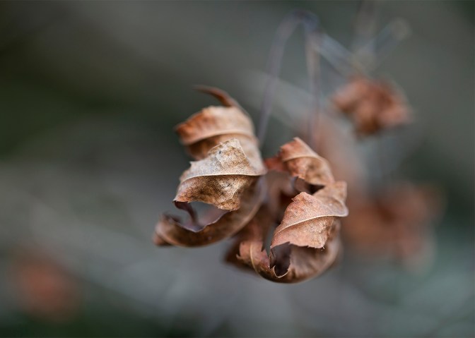 dried leaves greenhithe 1 july2