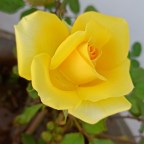 Yellow Rose Blooming in Front Of My Eyes