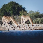 Giraffes – Etosha, Namibia