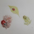 Of Tansy Lanes, Ladybirds, and Sunsets