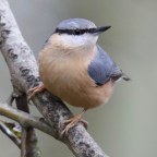 WILDLIFE PHOTOGRAPHY , MY TOP TIPS