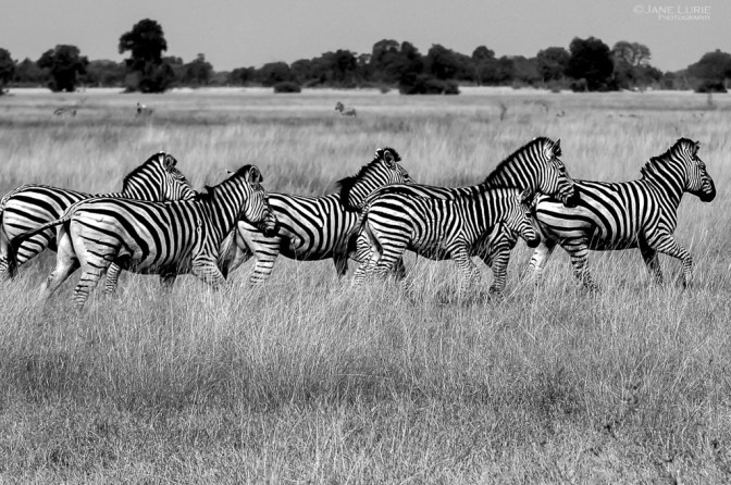 Africa, Photography, Wildlife, Travel, Animals, Nature