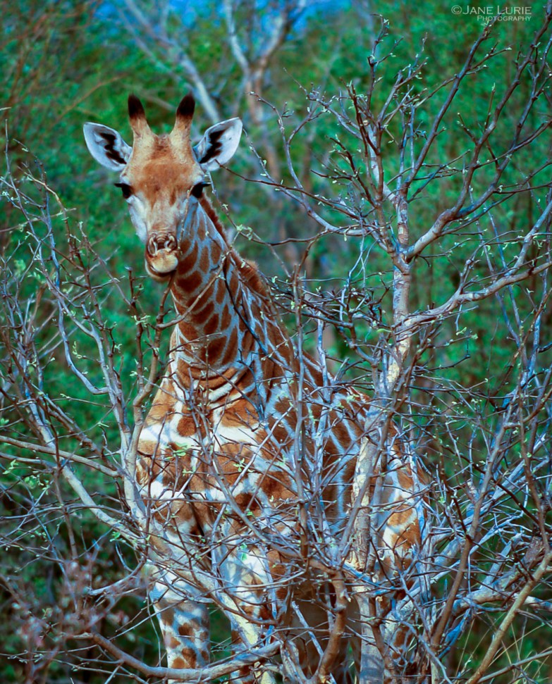 Africa, Photography, Wildlife, Travel, Animals, Nature