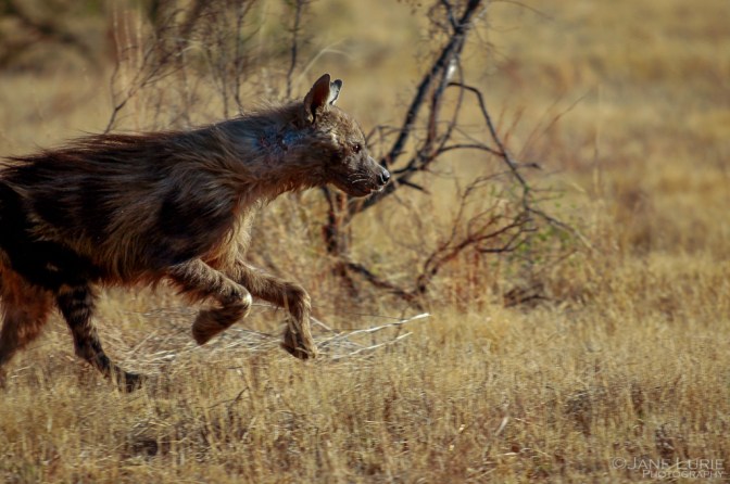 Africa, Photography, Wildlife, Travel, Animals, Nature