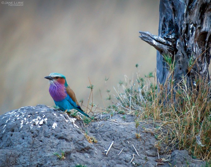 Africa, Photography, Wildlife, Travel, Animals, Nature