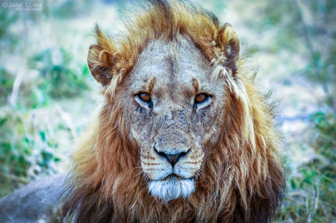 Africa, Photography, Wildlife, Travel, Animals, Nature