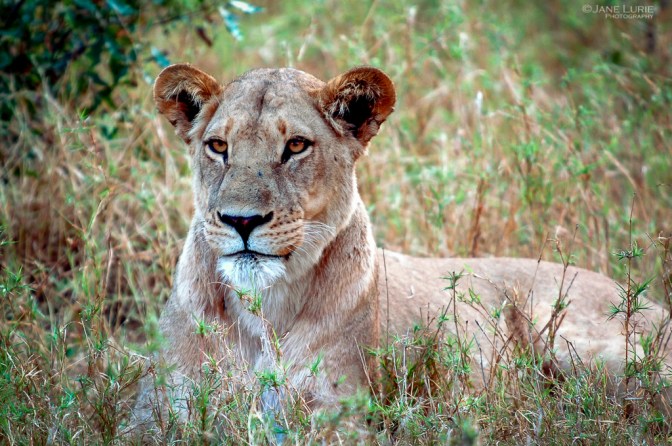 Africa, Photography, Wildlife, Travel, Animals, Nature