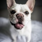 Bulldogs – Photography
