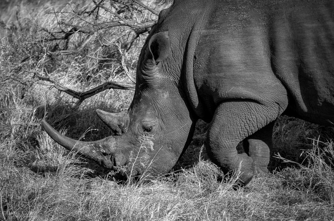 Africa, Photography, Wildlife, Travel, Animals, Nature