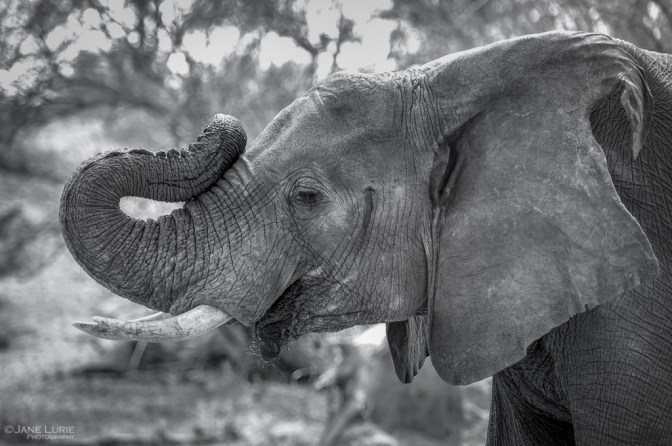 Africa, Photography, Wildlife, Travel, Animals, Nature