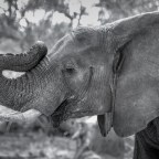 Mind Travel: Dreaming of Africa