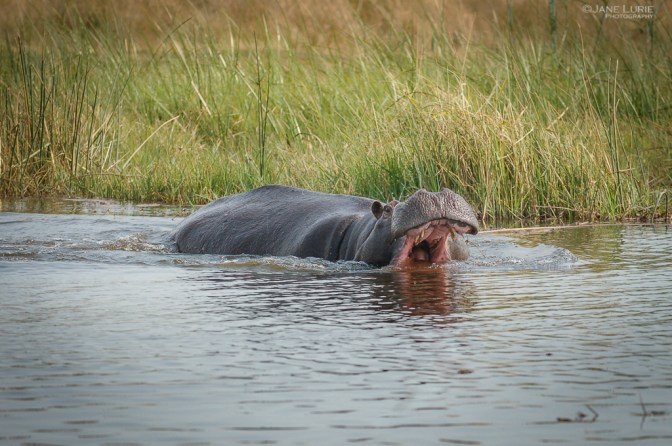 Africa, Photography, Wildlife, Travel, Animals, Nature