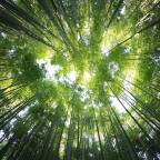 Relaxing Properties of Nature – 10 Reasons Why Being in the Nature is Good for You