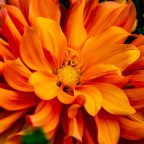 December 7 – Photo a Day – Hot Drinks & Colors and Letters – Saffron