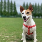 5 Things You Should Know Before Getting a Jack Russell Terrier
