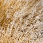 Life in Colour – Brown Grasses
