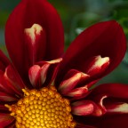 Changing Focus – Hearts in all the Right (and Unusual) Places