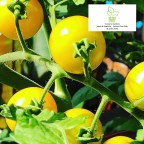 My Honey harvesting our Honey Drop Cherry Tomatoes