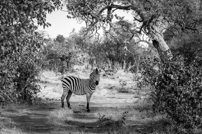 Wildlife Photograph, Nature, Nikon, Africa, Animals,