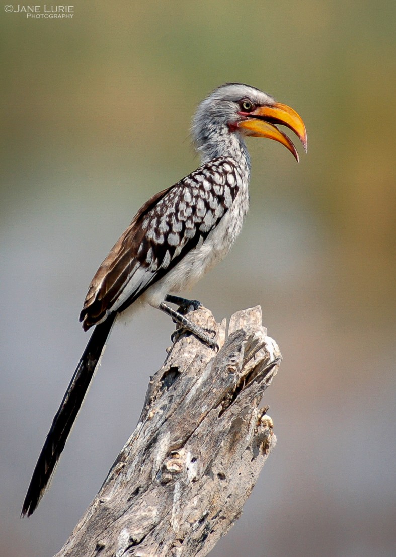 Wildlife Photograph, Nature, Nikon, Africa, Animals,