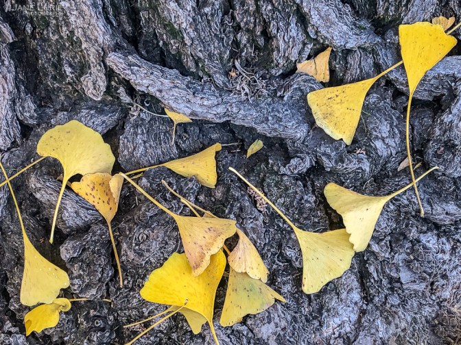 Autumn, Close-Up, Photography, California, Leaves, Trees, Pasadena, Ginkgo, Dew