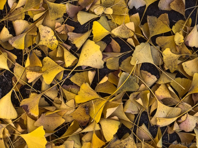 Autumn, Close-Up, Photography, California, Leaves, Trees, Pasadena, Ginkgo, Dew