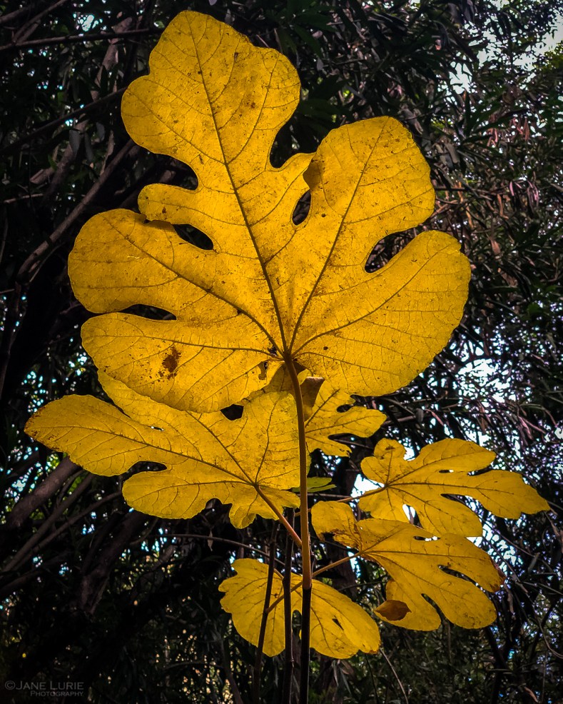 Autumn, Close-Up, Photography, California, Leaves, Trees, Pasadena, Ginkgo, Dew
