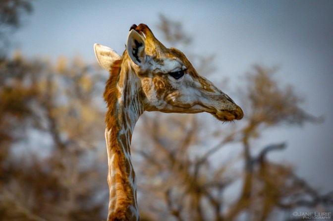 Wildlife Photograph, Nature, Nikon, Africa, Animals, 