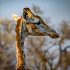 Mind Travel: Back to Africa