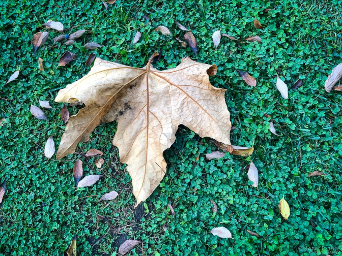 Autumn, Close-Up, Photography, California, Leaves, Trees, Pasadena, Ginkgo, Dew