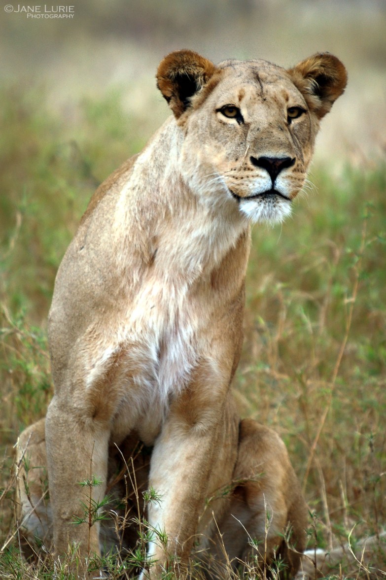 Wildlife Photograph, Nature, Nikon, Africa, Animals,