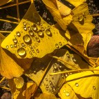 Autumn Walk