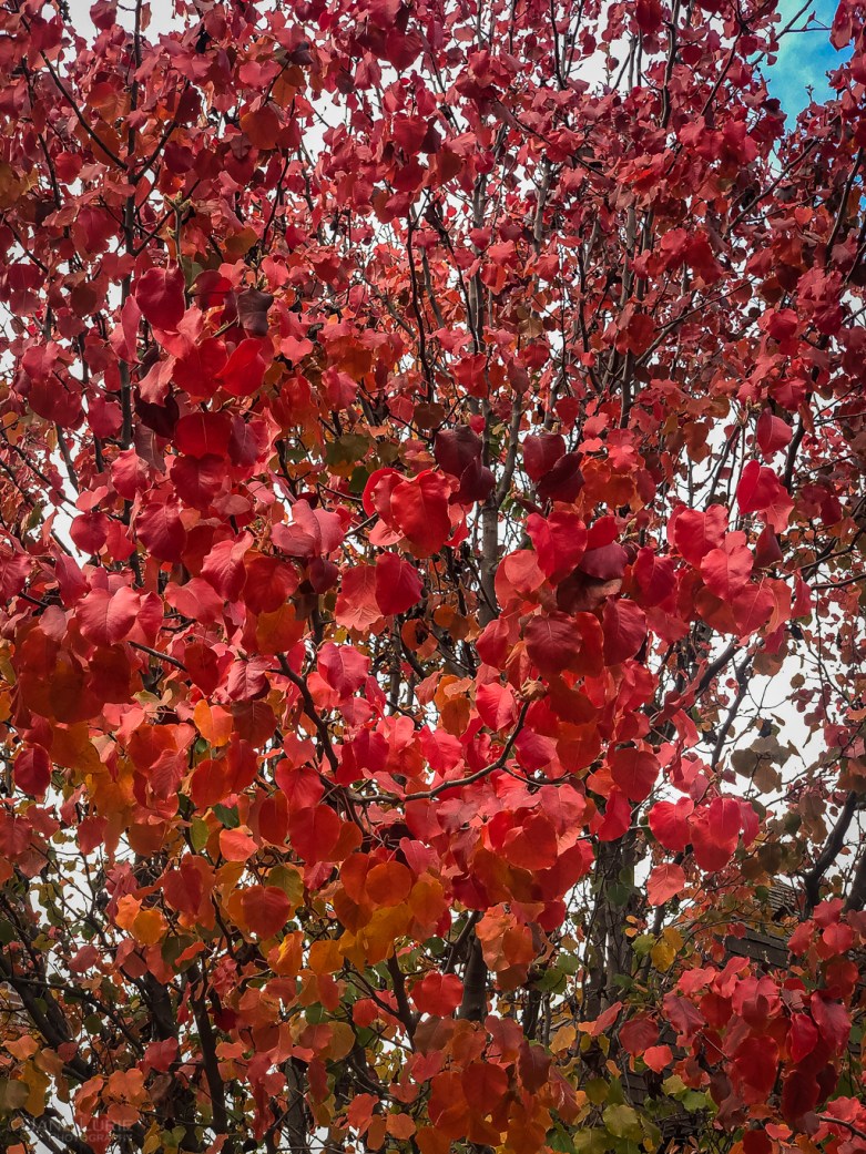 Autumn, Close-Up, Photography, California, Leaves, Trees, Pasadena, Ginkgo, Dew