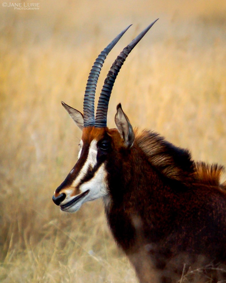 Wildlife Photograph, Nature, Nikon, Africa, Animals, 