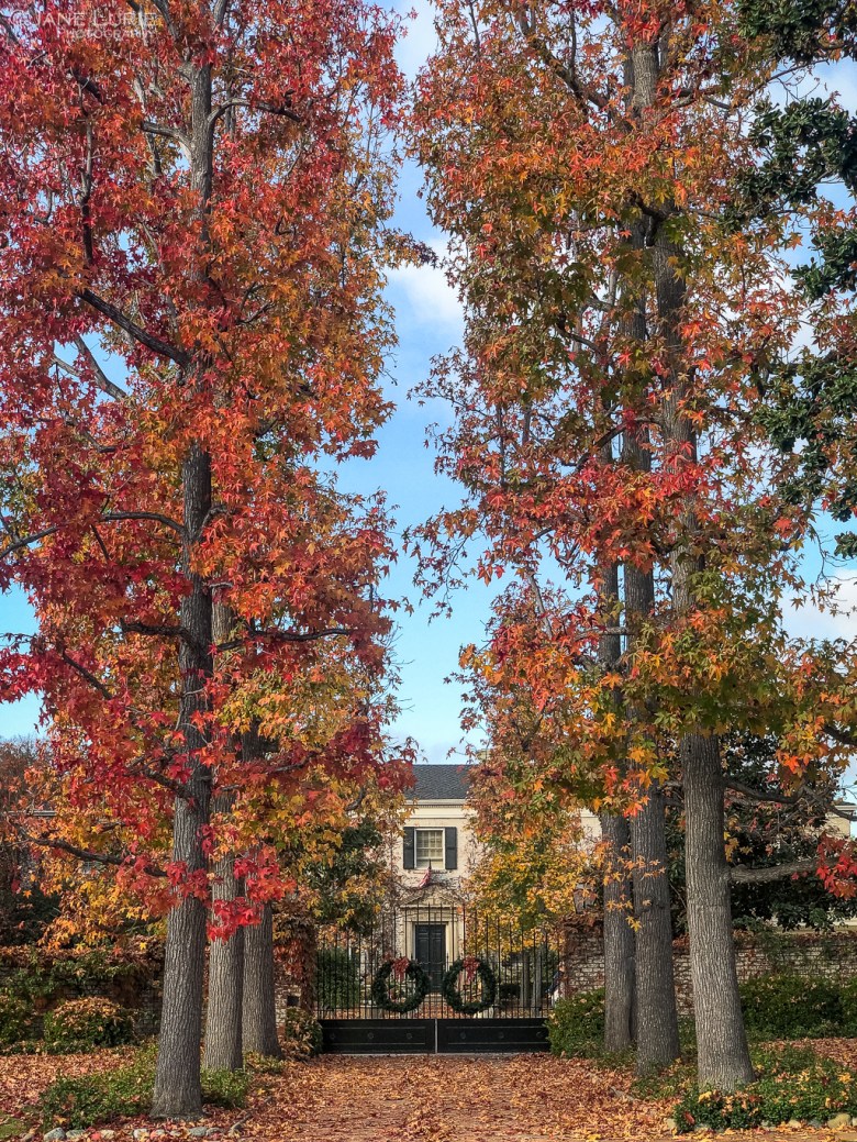Autumn, Close-Up, Photography, California, Leaves, Trees, Pasadena, Ginkgo, Dew