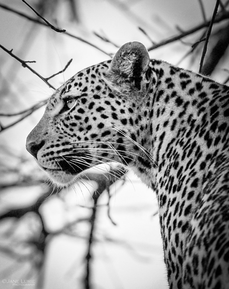 Wildlife Photograph, Nature, Nikon, Africa, Animals, 