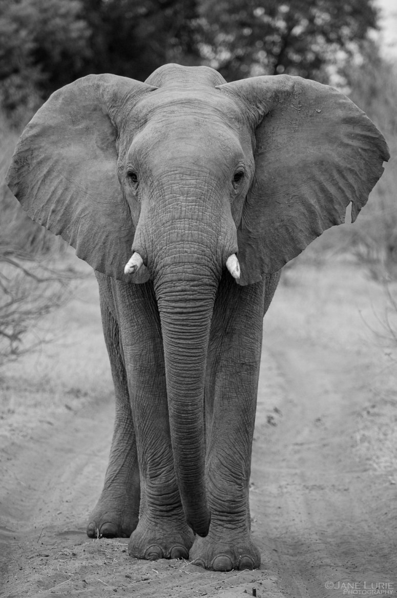 Wildlife Photograph, Nature, Nikon, Africa, Animals, 