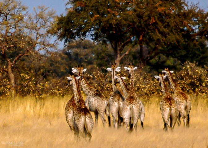 Wildlife Photograph, Nature, Nikon, Africa, Animals, 