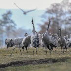 Le gru cenerine: le foto / The Eurasian cranes: the pictures