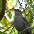 Catbird at Gatorland