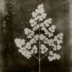Camera-less imagery~A tribute to the Founding Fathers of photography.
