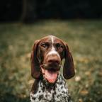 German Shorthair Pointer History (And Traits)