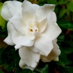 The Benefits of Gardening