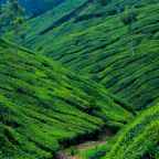 Top Hill Station in South India that match the best in North India