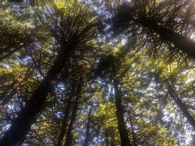 California, San Francisco, Pandemic, Photography, iPhone, City, Isolation, Jane Lurie