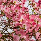 Life in Colour – My Dogwood in Bloom